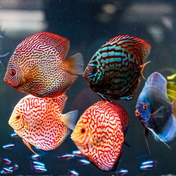 اسماك الزينة