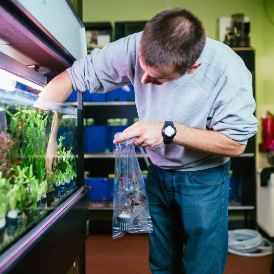 نباتات حوض السمك