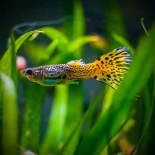 اسماك و زواحف