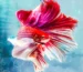 betta fish