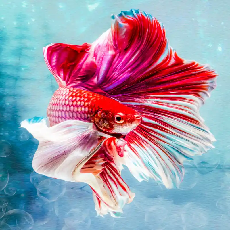 betta fish