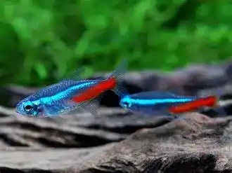neuon tetra