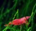 cherry shrimp