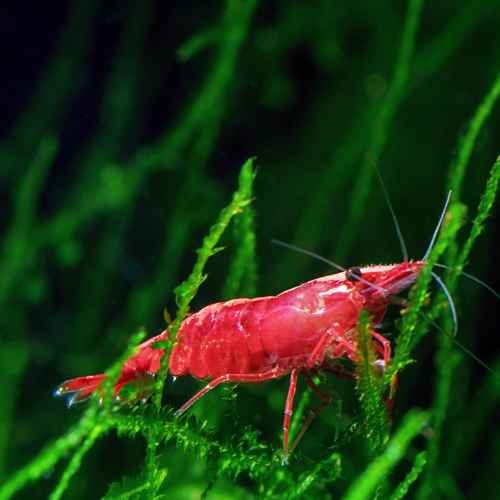 cherry shrimp