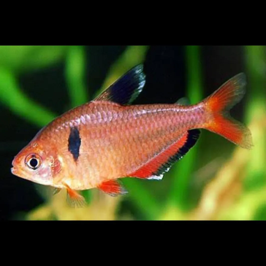 سيربيا تيترا هاى فين سيربيا تيترا هاى فين