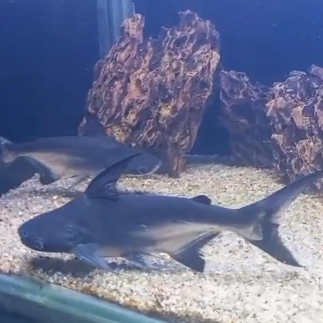 بارون شارك بارون شارك