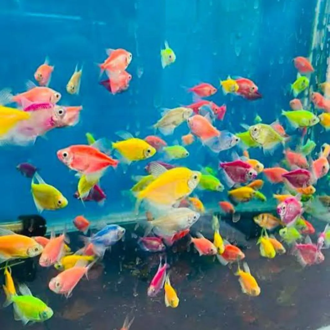 كلر تيترا كلر تيترا