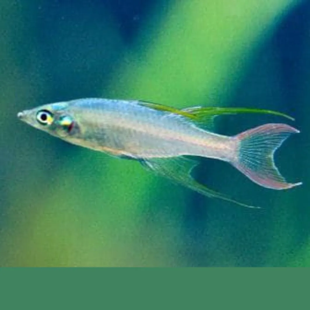 ثيرد فين ريمبو ثيرد فين ريمبو